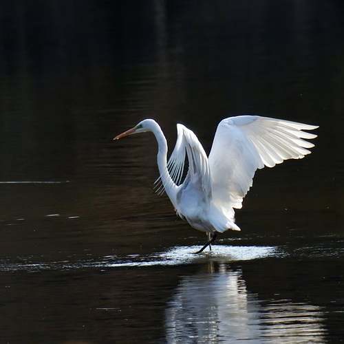 가스통 루르의 마법, 뮤지컬 팬텀의 세계로 초대합니다! 가스통 루르의 마법, 뮤지컬 팬텀의 세계로 초대합니다!