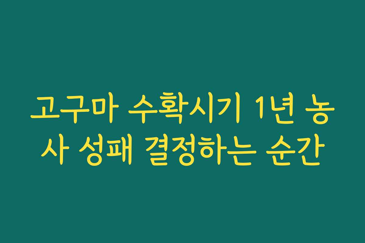 고구마 수확시기 1년 농사 성패 결정하는 순간