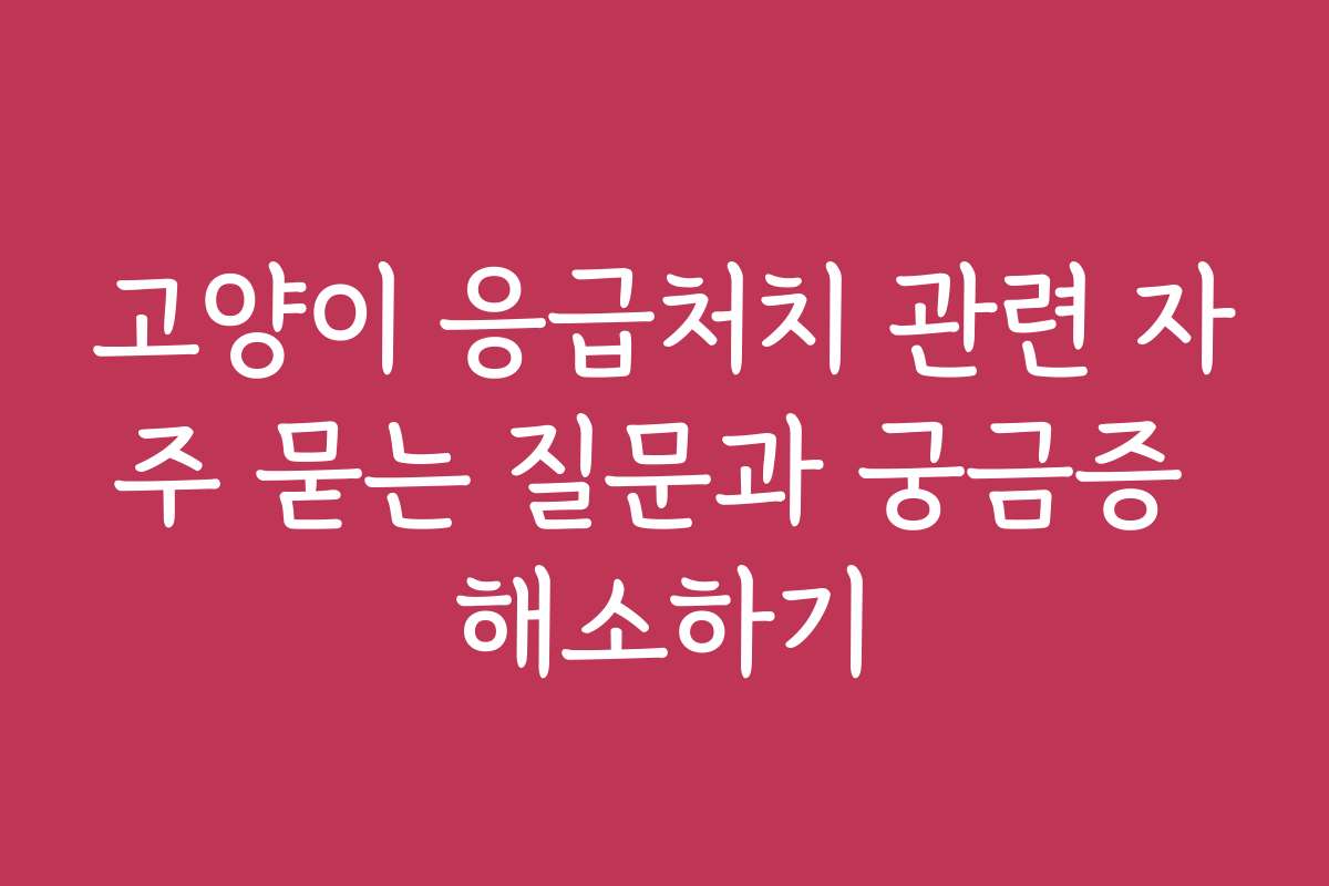 고양이 응급처치 관련 자주 묻는 질문과 궁금증 해소하기