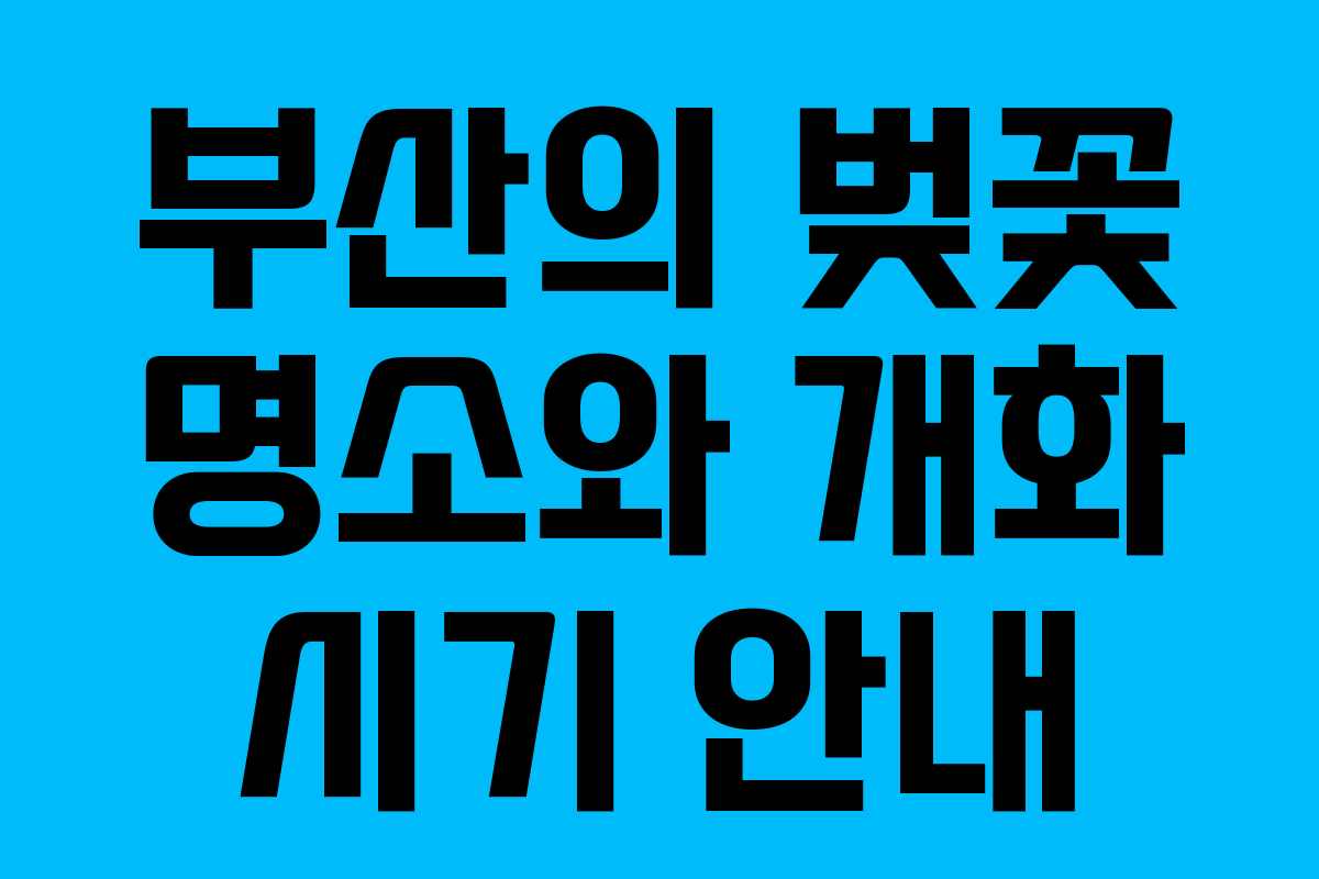 부산의 벚꽃 명소와 개화 시기 안내