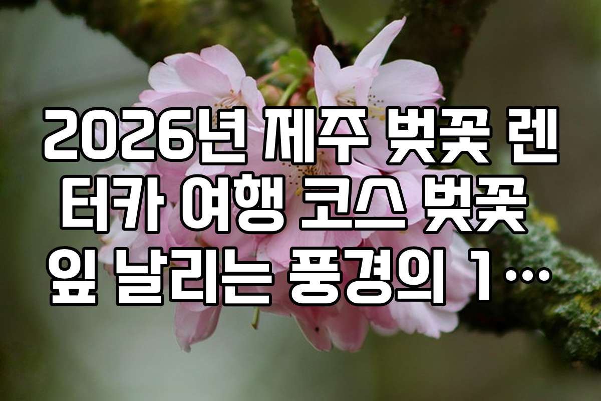 2026년 제주 벚꽃 렌터카 여행 코스 벚꽃 잎 날리는 풍경의 1100도로 투어