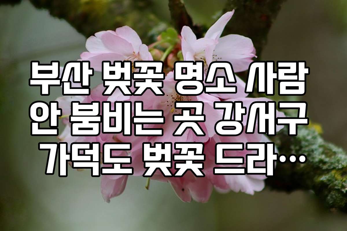 부산 벚꽃 명소 사람 안 붐비는 곳 강서구 가덕도 벚꽃 드라이브 팁