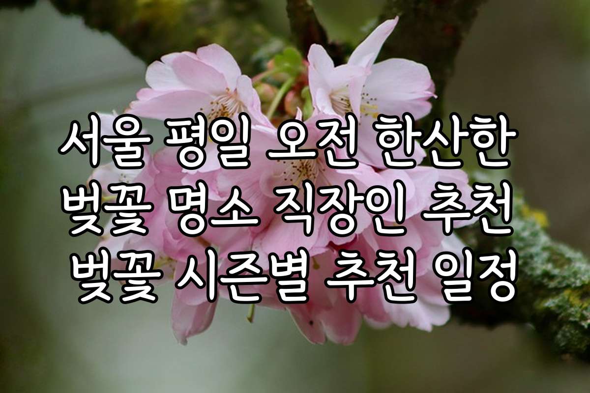 서울 평일 오전 한산한 벚꽃 명소 직장인 추천 벚꽃 시즌별 추천 일정