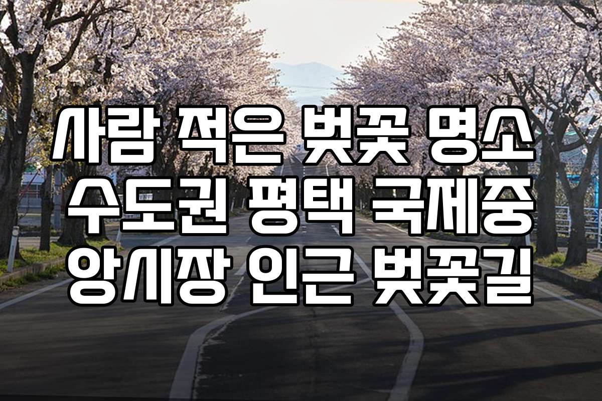 사람 적은 벚꽃 명소 수도권 평택 국제중앙시장 인근 벚꽃길