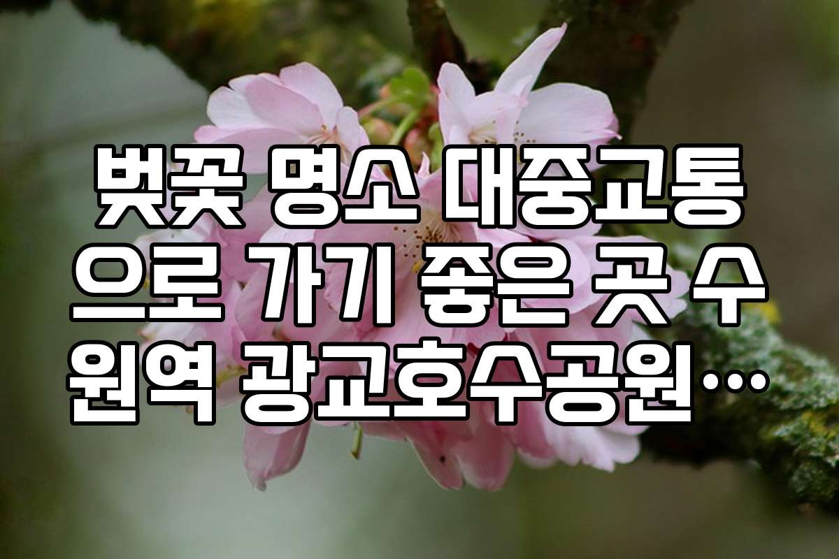 벚꽃 명소 대중교통으로 가기 좋은 곳 수원역 광교호수공원 순환버스