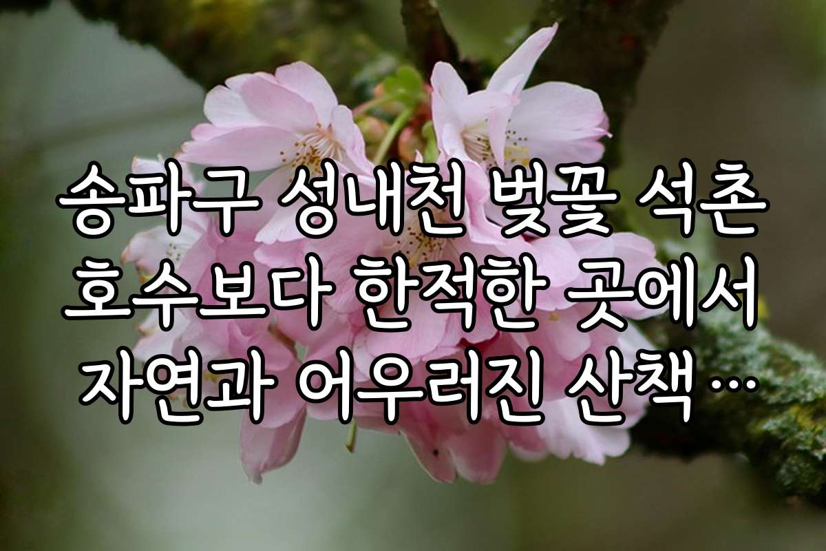 송파구 성내천 벚꽃 석촌호수보다 한적한 곳에서 자연과 어우러진 산책로 소개
