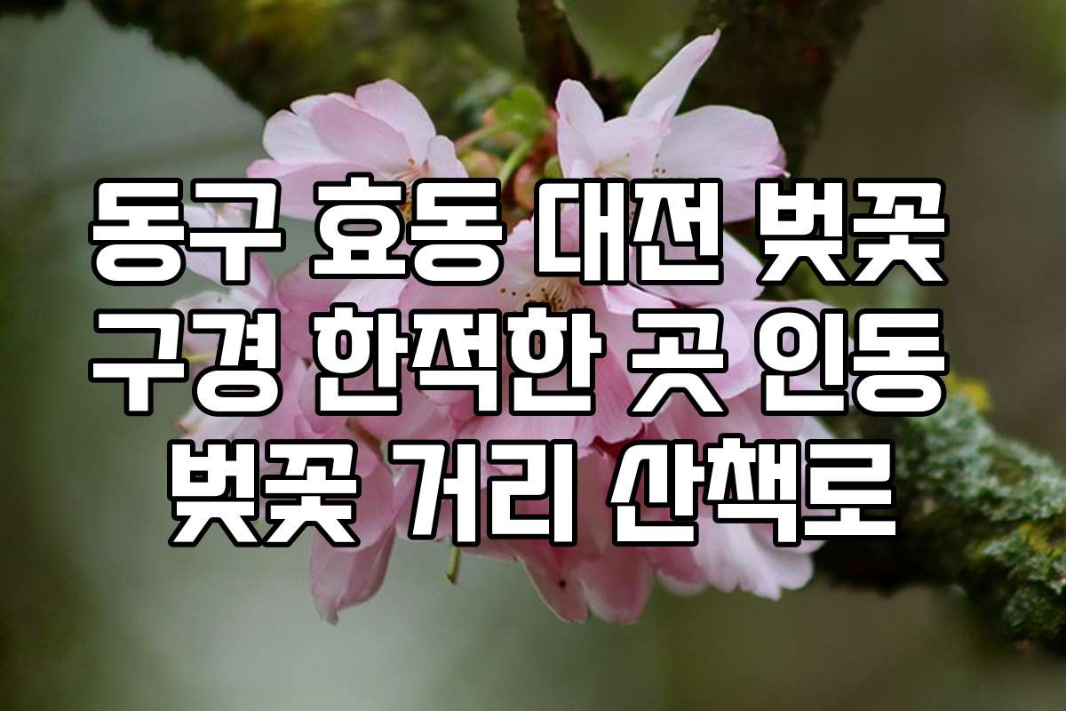 동구 효동 대전 벚꽃 구경 한적한 곳 인동 벚꽃 거리 산책로