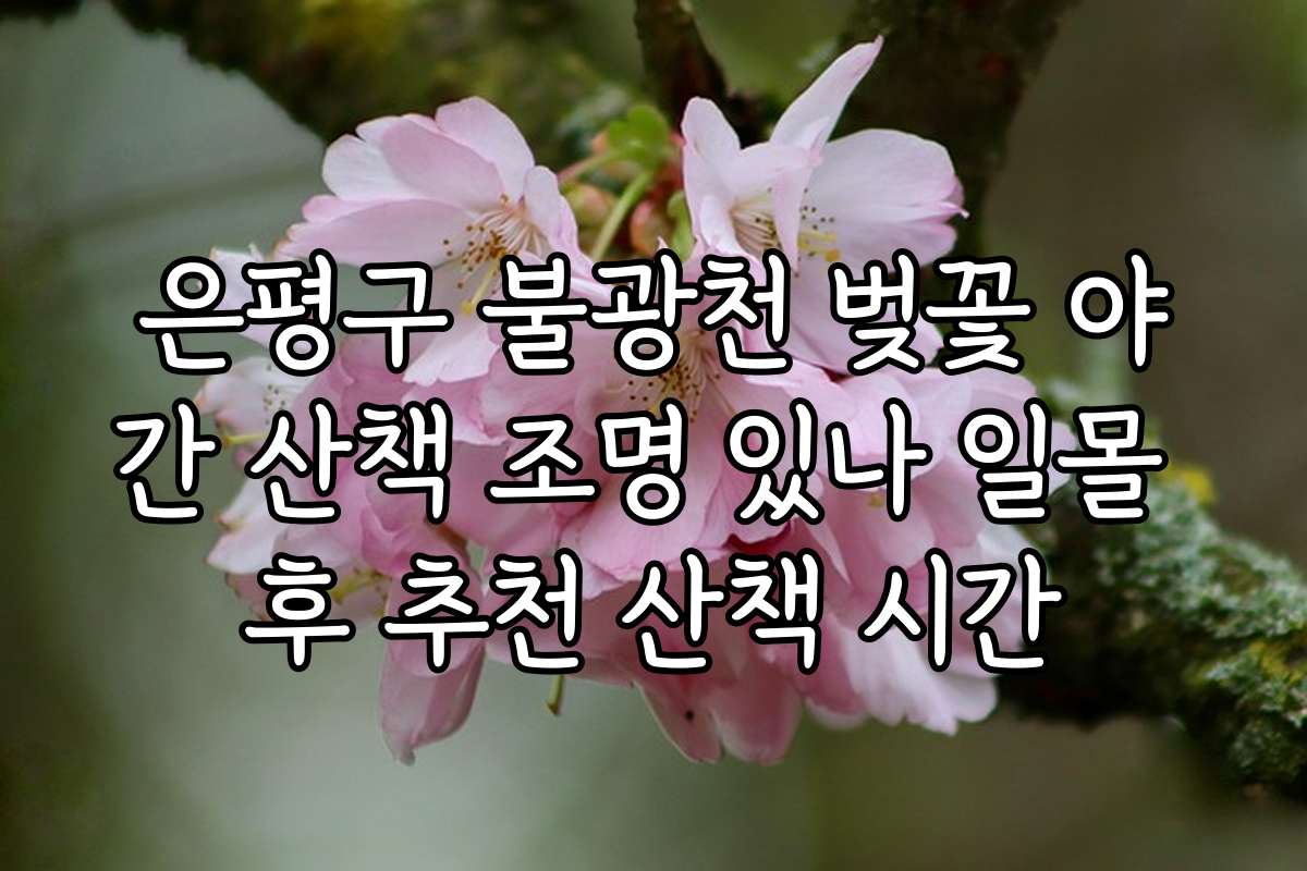 은평구 불광천 벚꽃 야간 산책 조명 있나 일몰 후 추천 산책 시간