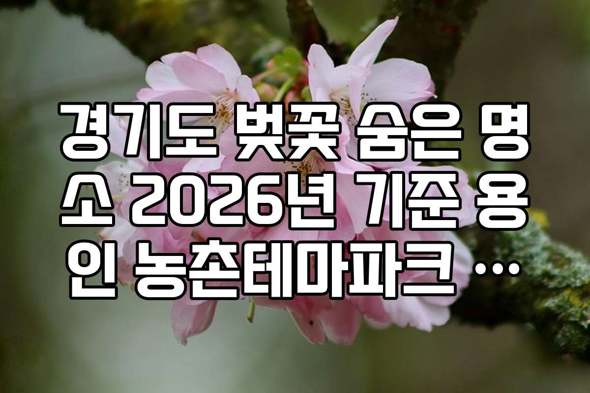경기도 벚꽃 숨은 명소 2026년 기준 용인 농촌테마파크 벚꽃