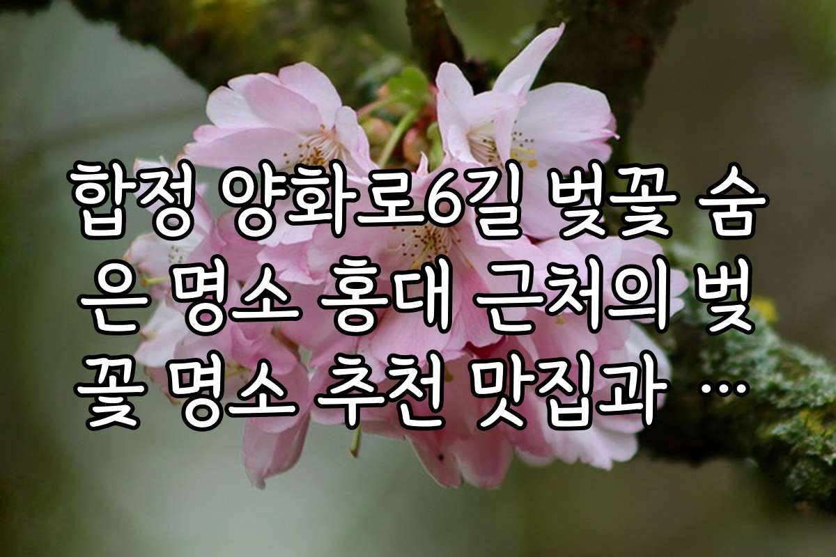 합정 양화로6길 벚꽃 숨은 명소 홍대 근처의 벚꽃 명소 추천 맛집과 카페 정보