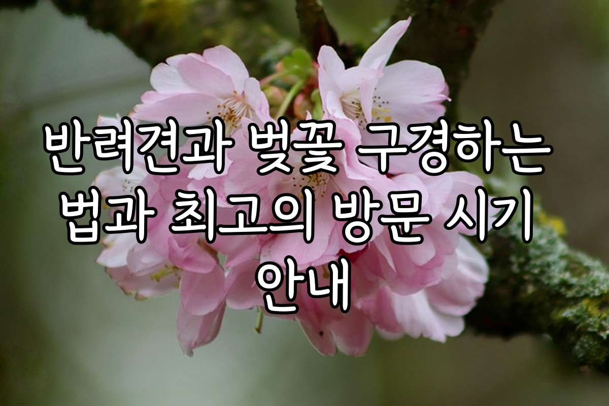 반려견과 벚꽃 구경하는 법과 최고의 방문 시기 안내