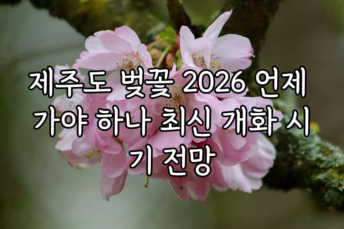 제주도 벚꽃 2026 언제 가야 하나 최신 개화 시기 전망