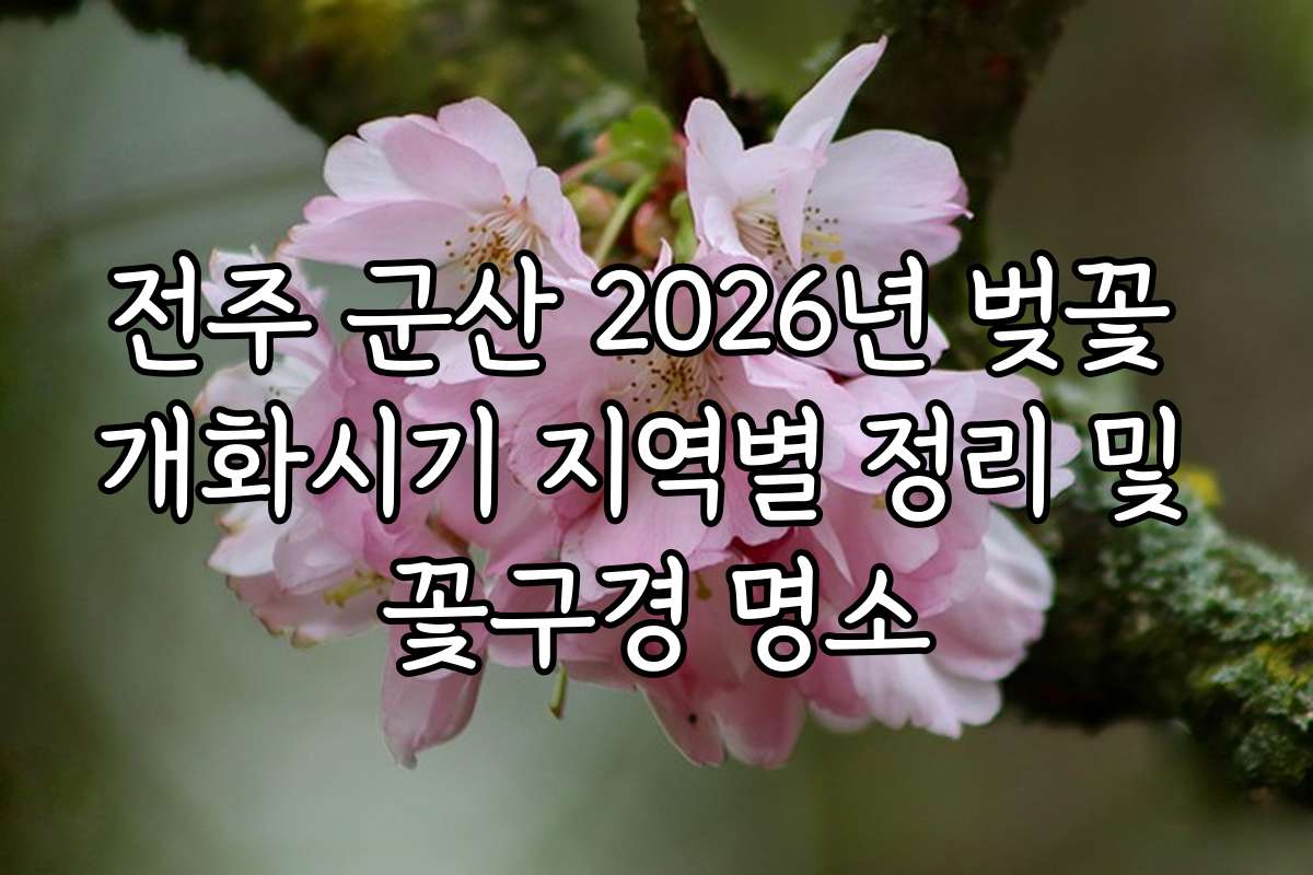 전주 군산 2026년 벚꽃 개화시기 지역별 정리 및 꽃구경 명소