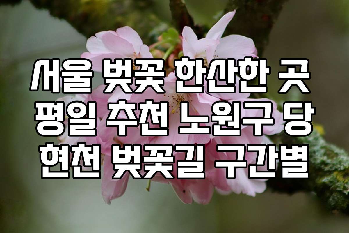 서울 벚꽃 한산한 곳 평일 추천 노원구 당현천 벚꽃길 구간별