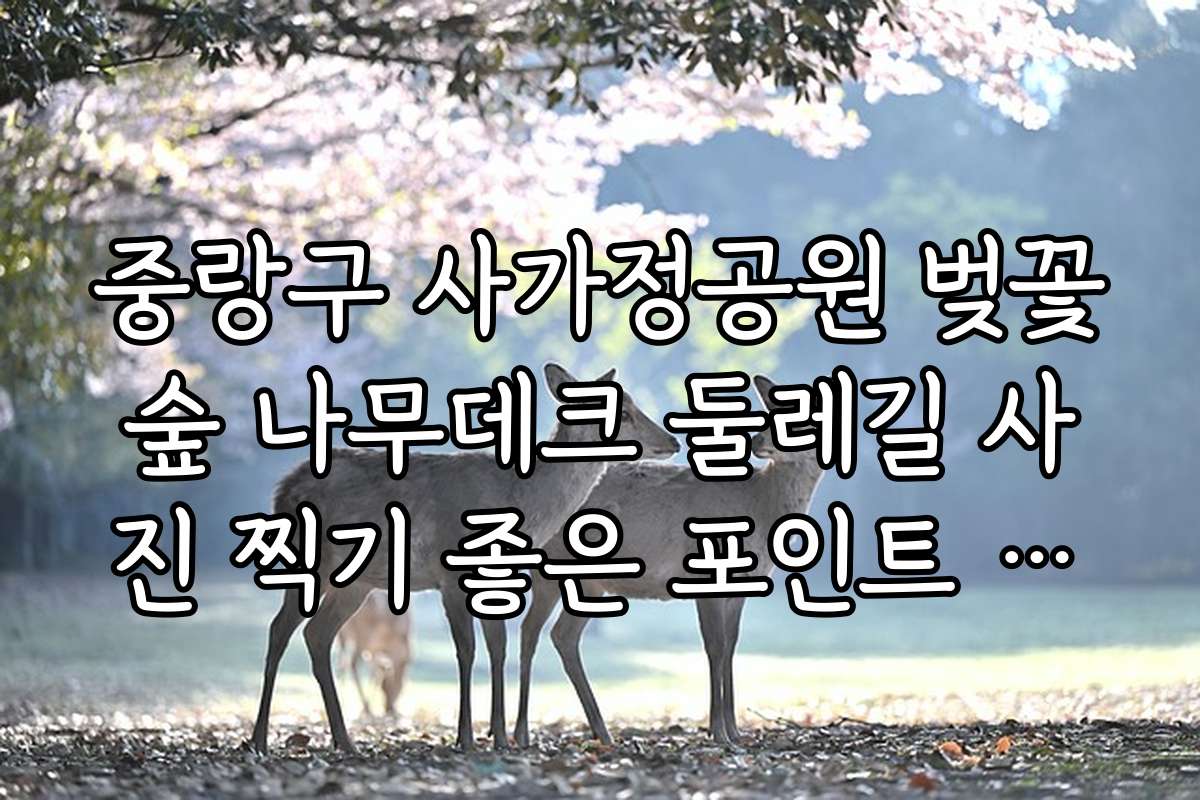중랑구 사가정공원 벚꽃숲 나무데크 둘레길 사진 찍기 좋은 포인트 추천
