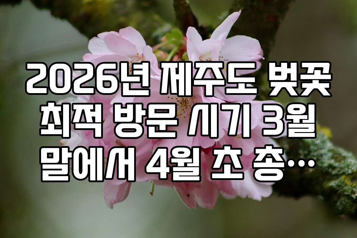 2026년 제주도 벚꽃 최적 방문 시기 3월 말에서 4월 초 총정리