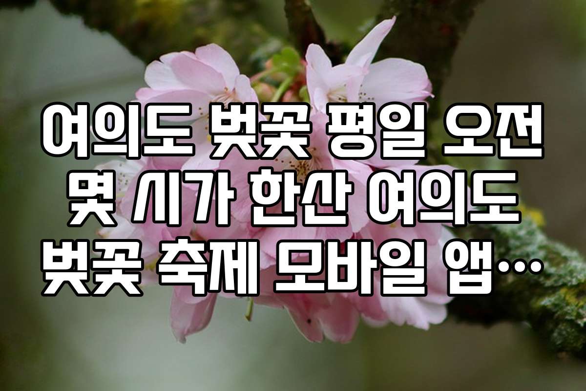 여의도 벚꽃 평일 오전 몇 시가 한산 여의도 벚꽃 축제 모바일 앱 정보