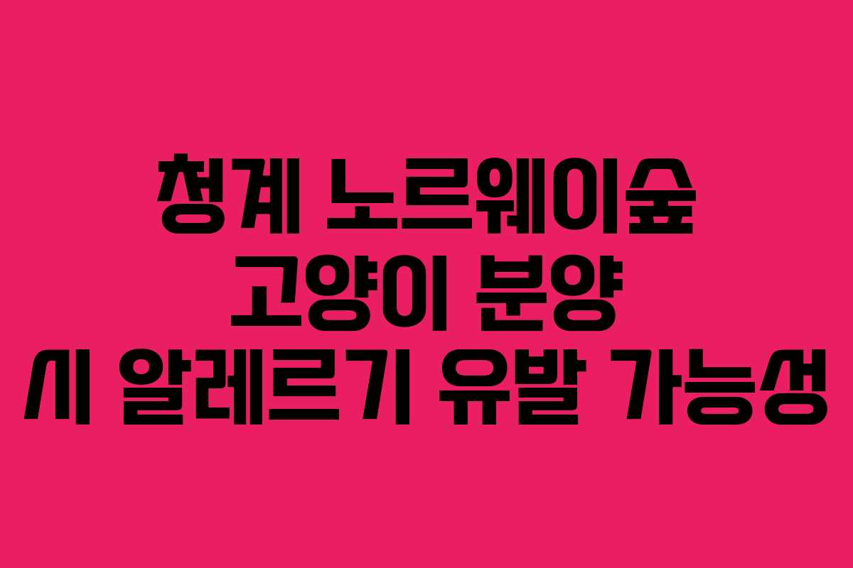 청계-노르웨이숲-고양이-분양-시-알레르기-유발-가능성